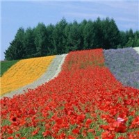 彩色的花海头像图片