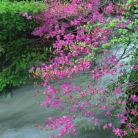 春天的美景头像图片