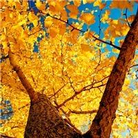 金黄满园，唯美的银杏树头像图片