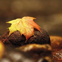 秋天的景色头像图片