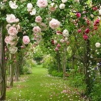 清新淡雅的风景头像图片