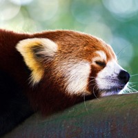 狸猫(动物)头像图片