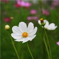 格桑花头像图片