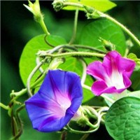 牵牛花（喇叭花）头像图片