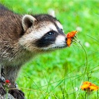 动物闻花香头像图片