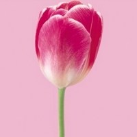 单独一朵郁金香头像图片