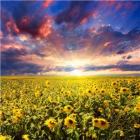 向日葵花海头像图片