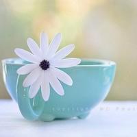 淡雅色彩头像图片