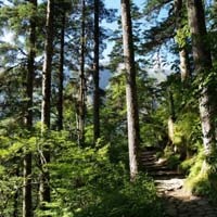 唯美风景之原始森林头像图片