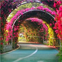 满眼尽是的花海头像图片