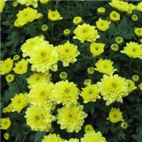 黄色菊花丛头像图片