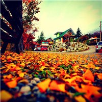 落叶堆积秋意浓头像图片