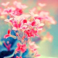 浪漫的花语为你诉头像图片