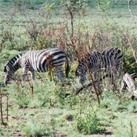 比林斯堡野生动物园，追踪野生动物的足迹头像图片