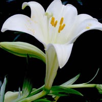 好看百合花头像图片