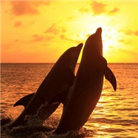 情侣海豚头像图片