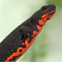 东方蝾螈头像图片