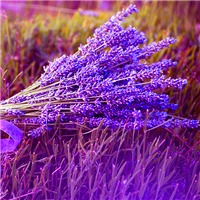 唯美薰衣草头像图片