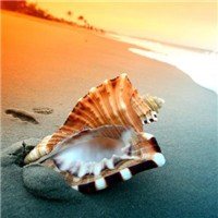海滩上的贝壳头像图片