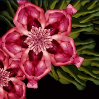 人体拼图 美得惊人头像图片