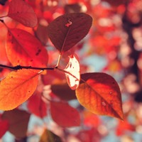 美丽的红树叶头像图片