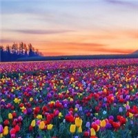 郁金香花田头像图片