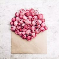 信封里的花朵头像图片