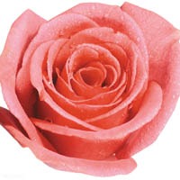 多种颜色的玫瑰花头像图片