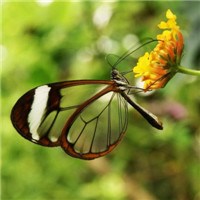 透明翅膀的蝴蝶头像图片
