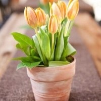 郁金香盆栽头像图片