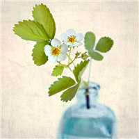 瓶中的新生头像图片