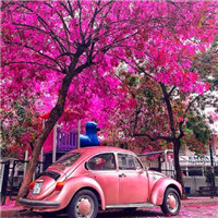 大自然的馈赠头像图片