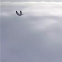 我是天上那轮孤独的月头像图片