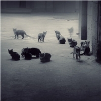 灰色世界头像图片