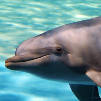 大海近在眼前头像图片