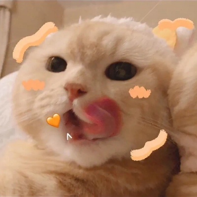 猫咪情头自信也太可爱了吧(图12)