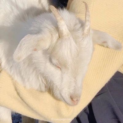 ins真人恩爱情头每个愤世嫉俗的人 骨子里都是受挫的浪漫主义者(图1)