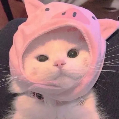 猫咪情头自信也太可爱了吧(图17)