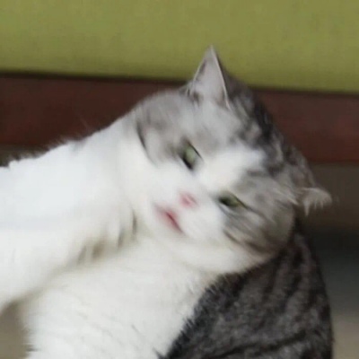 猫咪情头自信也太可爱了吧(图6)