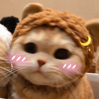 猫咪情头自信也太可爱了吧(图9)