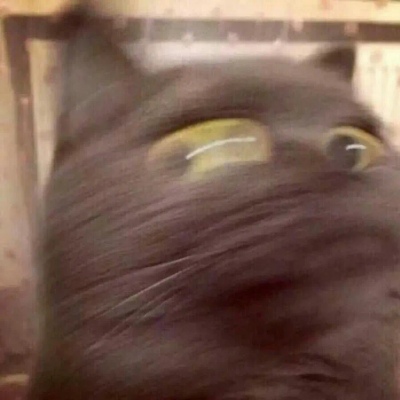 猫咪情头自信也太可爱了吧(图8)