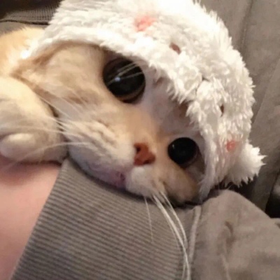 猫咪情头自信也太可爱了吧(图14)