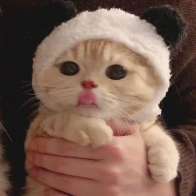 猫咪情头自信也太可爱了吧(图4)