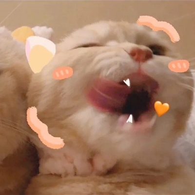 猫咪情头自信也太可爱了吧(图11)