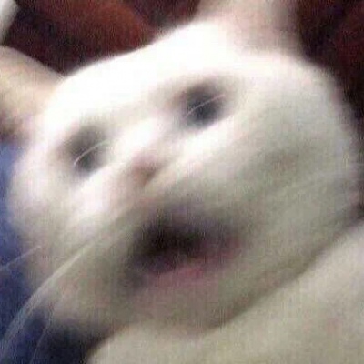 猫咪情头自信也太可爱了吧(图5)