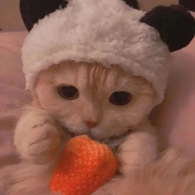 猫咪情头自信也太可爱了吧(图2)