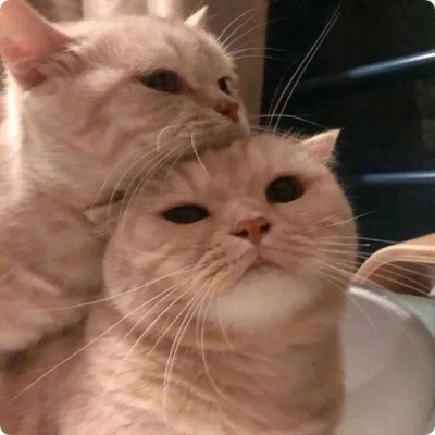 猫咪情头自信也太可爱了吧(图16)