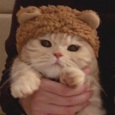 猫咪情头自信也太可爱了吧(图3)