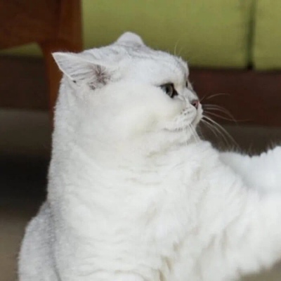 猫咪情头自信也太可爱了吧(图7)