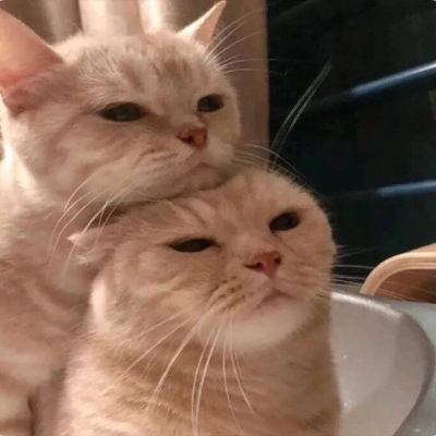 猫咪情头自信也太可爱了吧(图15)